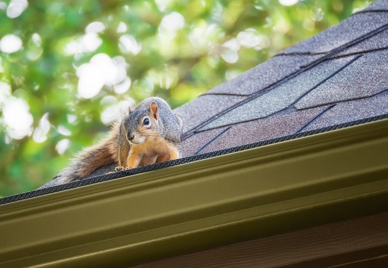 How to Keep Squirrels Off Your Roof and Garage (And Repair Damage)